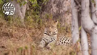 Young leopard launches attack on baby monkey
