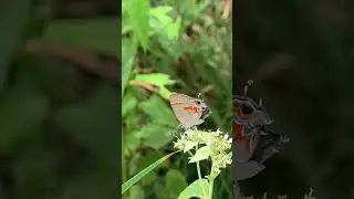 Red Banded Hairstreak Butterfly Shaking its Bootie