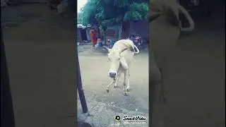 Ghau mata ki ja ho #shorts