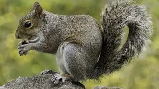 Som do Esquilo - Squirrel Sound