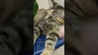 Кошечка из  санатория.Зовут Тася. #милыймойкот #мейнкун #окраскота #смешныекотики #кошки #мойкот