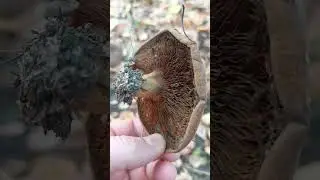 Свинушка тонкая-медленый убийца.