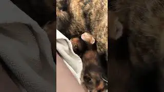 Уличная кошка родила нам котят 💕