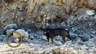 The dog brought a man to the mountains, what was found there is amazing!