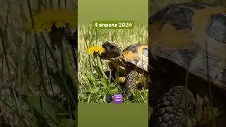 4 апреля 2024 - мудрость черепахи 🐢❤️