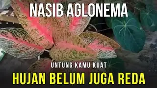 Rainy Season Continues, Aglonema Must Be Resilient