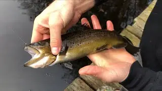 Opening Day Trout 2022