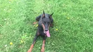 Chit Chat - Doberman Spay and Breeder details