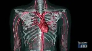 Phim Khoa Học | 100 Khám Phá Vĩ Đại về Y Học | Thuyết Minh | Thích Khám Phá