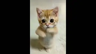 #кот #дуся