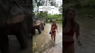 В Чанг Мае решила искупаться со слонами)