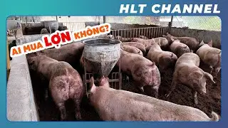 HLT Farm's Secrets to Effective Pig Farming