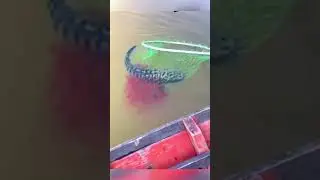 Las Crías de este Pez acudieron a su Rescate cuando lo Atraparon🥺❤️🐟