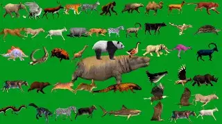 Top 50 Green Screen Animals Effects  Line Running Walking Best HD Animals Green Screen Video