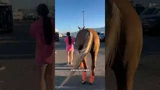 Setting Up Stalls At A HUGE Rodeo! #equestrian #horses #rodeo