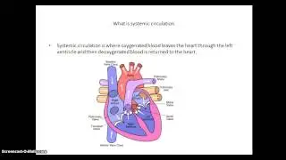 Anatomy A3 part 1 (resub)