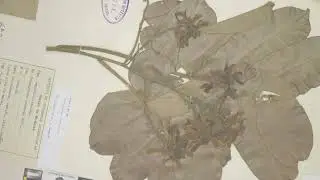 The Lost Giant Bean Tree