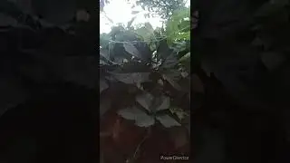 Сверчок.Мы его не видим,но он есть..🐾