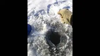 Щука на жерлицы!