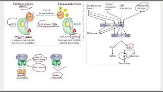 PART-2 PAPER DISCUSSION CSIR NET LIFESCIENCE EVENING SHIFT 2024