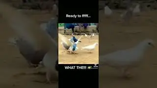 Birds Ready To Fly... But?