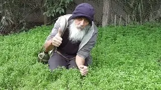 Learning to Identify Chickweed (Stellaria media)╭❧