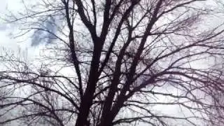 FMA and the Unobtainable 本 Bloopers