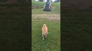 Dog Don't Like me Spending Time w/the new Cat #dog #catvideos #cat265 #funny