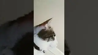 oreo 2