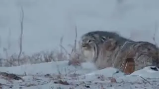 [meme] the body is distance