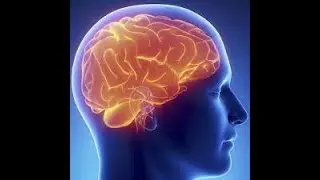 What Is Brain | Types Of Brain | Function Of Brain