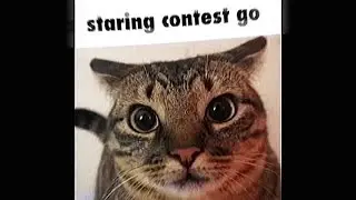 metric - lost kitten (unofficial music video)