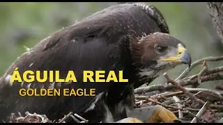 ÁGUILA REAL | GOLDEN EAGLE | Aquila chrisaetos