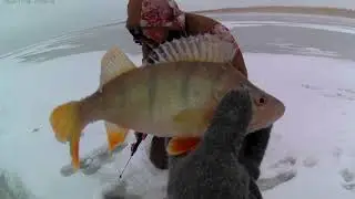 Чаны Банникова 24 11 2020