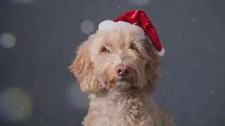 Feeling Christmassy yet?