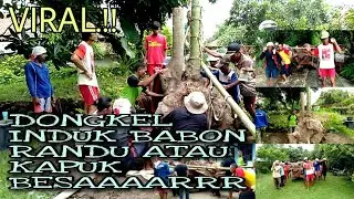 VIRAL.!!! PENDONGKELAN INDUKAN BAHAN BONSAI RANDU/KAPUK BESAR