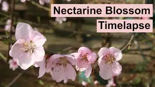 Nectarine Blossoms Opening and Flowering 4K UHD Timelapse