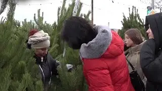 Елочные базары открылись!