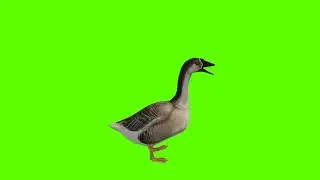 Duck Green Screen || no copyright || Mr. Green