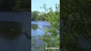 Озеро Святец Ярцевский район Смоленской области