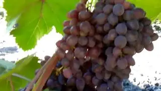 урожай 2015 сорт винограда кишмыш запорожский