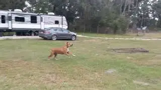 Chasing Rusty