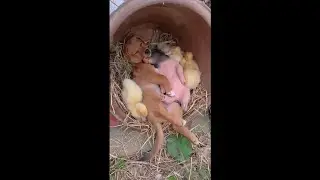 Puppy, Baby Piglet and Duckling's All Sleeping Together! 