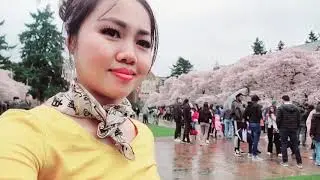 Visiting Cherry Blossom At University of Washington 2022