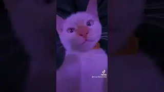 CAT RAVE 🪩