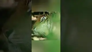 Тигр 🐅 #animals #animals #nature #животные #wildlife #природа