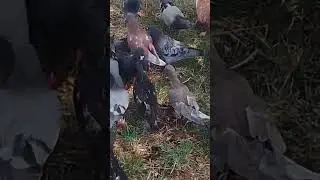 голодные голуби