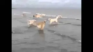 He is SO EXCITED!! golden retriever
