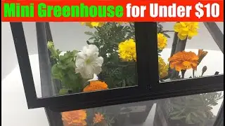 DIY Mini Greenhouse for Under $10! - Dollar Store Gardening