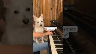Check back in tomorrow! 🥰 #announcement #tomorrow #annie #pianist #dogsofyoutube